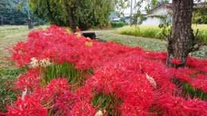 【多可町】初秋の風物詩、曼珠沙華（彼岸花）｜中区間子