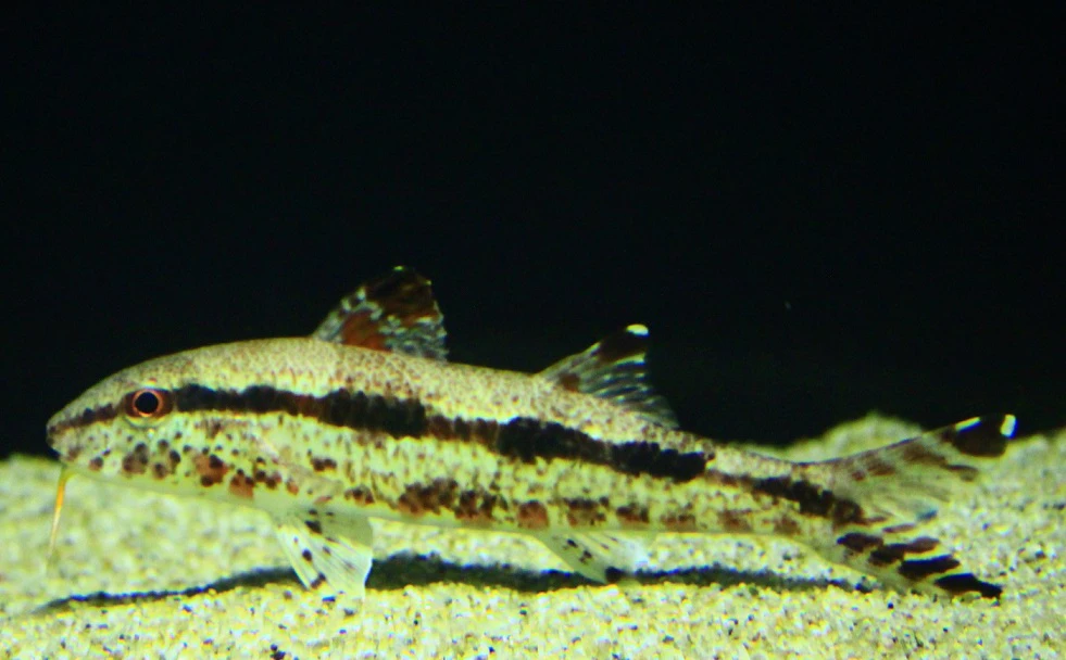 【スマスイ】神戸市立須磨海浜水族園で「捕食」がテーマの特別展｜あいつを食べよう！どう食べよう？