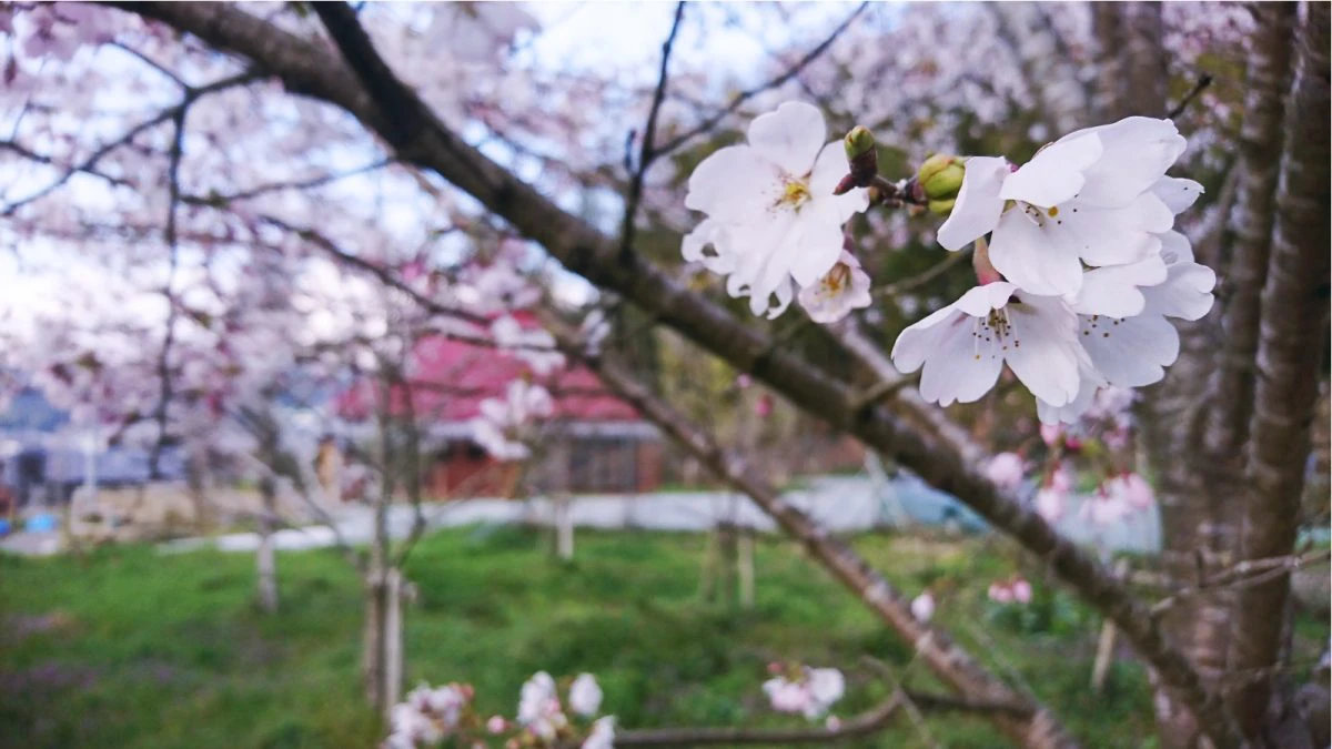 古民家カフェ「ゆう庵」 四季の庭（オープンガーデ）