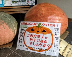 【朝来市】カボチャ何キロ？｜黒川温泉