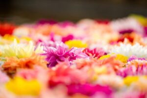 【加西市】水面を彩る「ダリア風呂」開催｜兵庫県立フラワーセンター