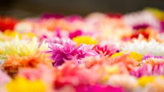 【加西市】水面を彩る「ダリア風呂」開催｜兵庫県立フラワーセンター