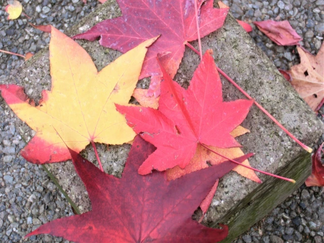 モミジバフウ（紅葉葉楓）