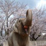 アジアゾウ「姫子」死亡｜姫路市立動物園