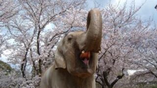 アジアゾウ「姫子」死亡｜姫路市立動物園