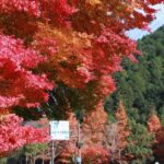【紅葉】道の駅 杉原紙の里多可|多可町|みんなのフォト
