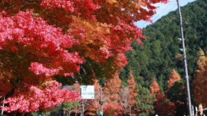 【紅葉】道の駅 杉原紙の里多可｜多可町｜みんなのフォト