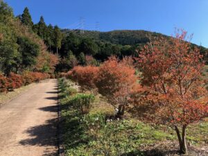 【多可町】ドウダンツツジも少しずつ紅葉｜みんなのフォト