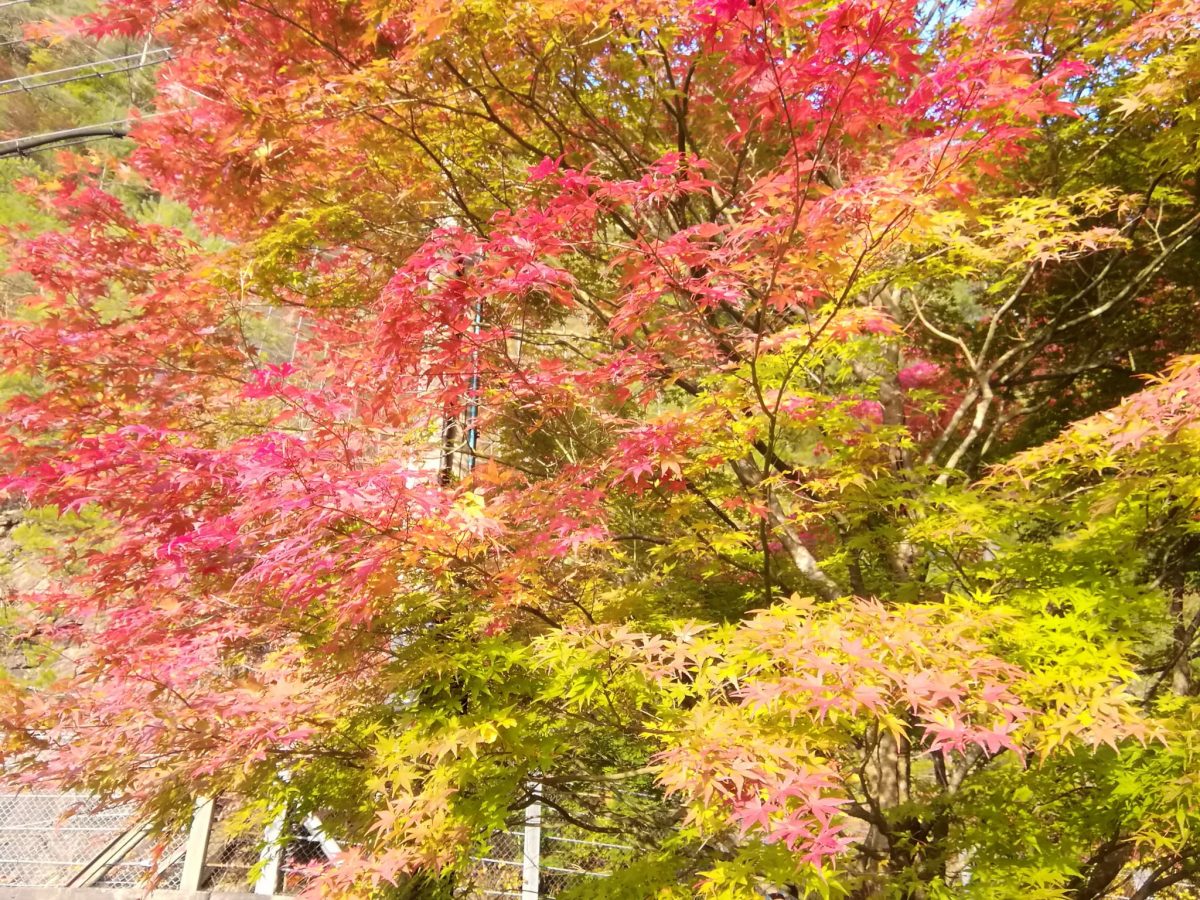 【朝来市】生野町黒川地区に美しい秋の到来