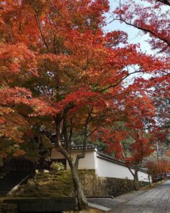 【加西市】法華山一乗寺の紅葉が見ごろ｜特別展も開催中