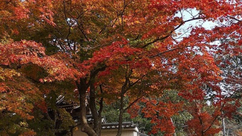 【加西市】法華山一乗寺の紅葉が見ごろ｜特別展も開催中