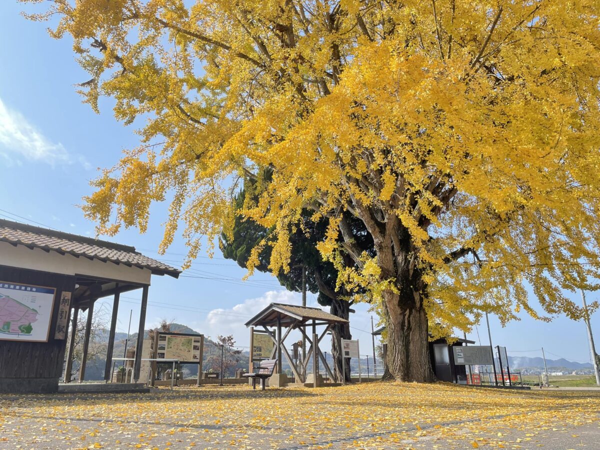 加西市】網引駅の大イチョウ｜黄色の絨毯も広がり、見ごろ - いいもの