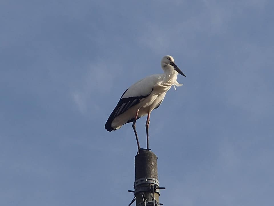 出逢えたらラッキー 市川町に コウノトリ 飛来 いいものタウン 兵庫県まんなかエリアのトレンドニュース