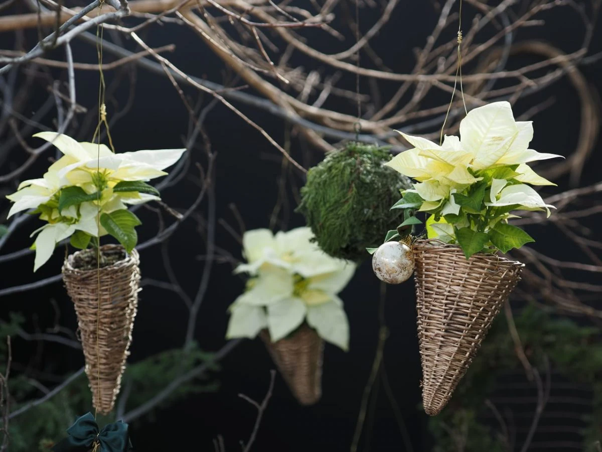 花き需要拡大の取組み｜フラワーセンターでクリスマス展示中