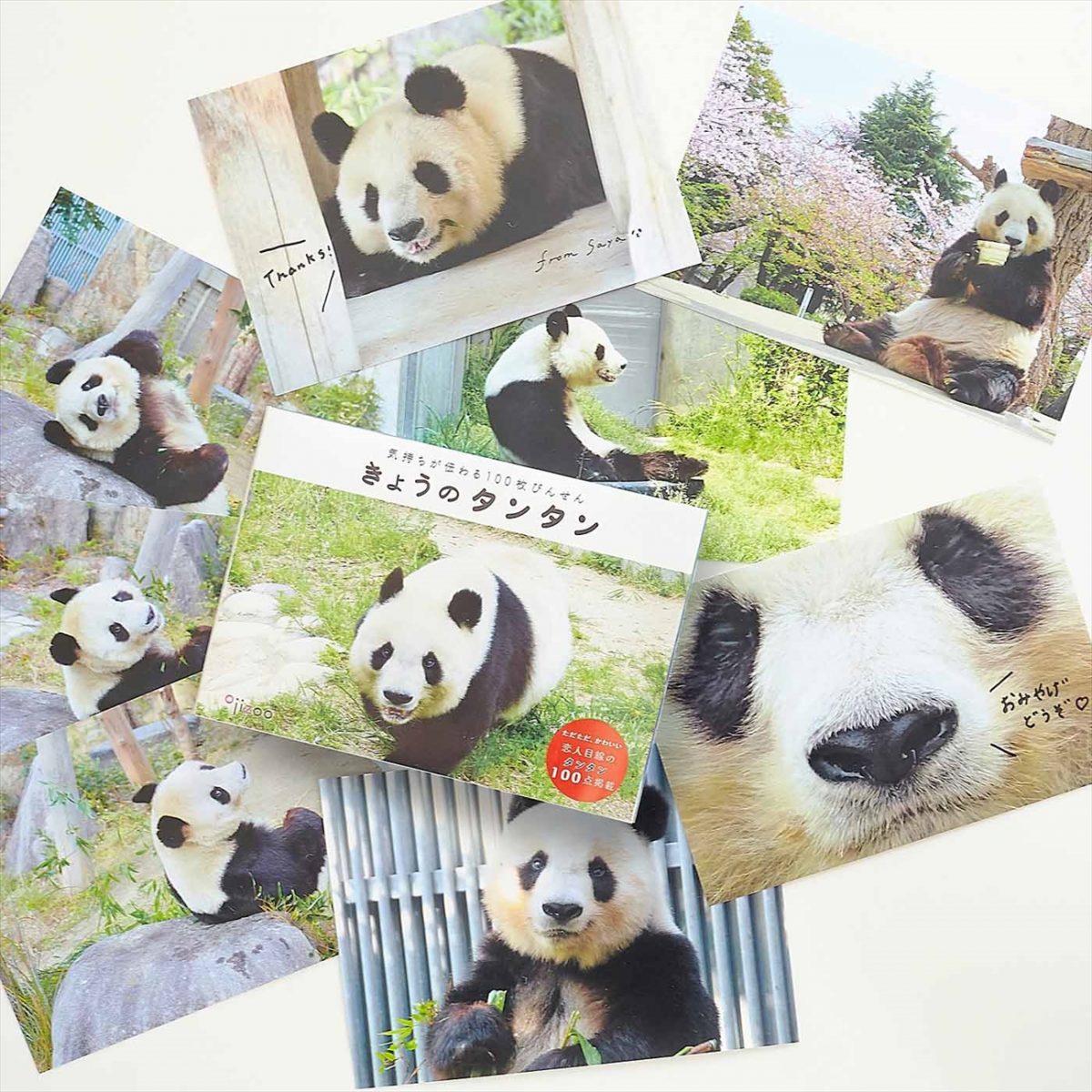 可愛い 神戸市立王子動物園のパンダ タンタンの100枚びんせんが発売 いいものタウン 兵庫県神崎郡と近郊エリア