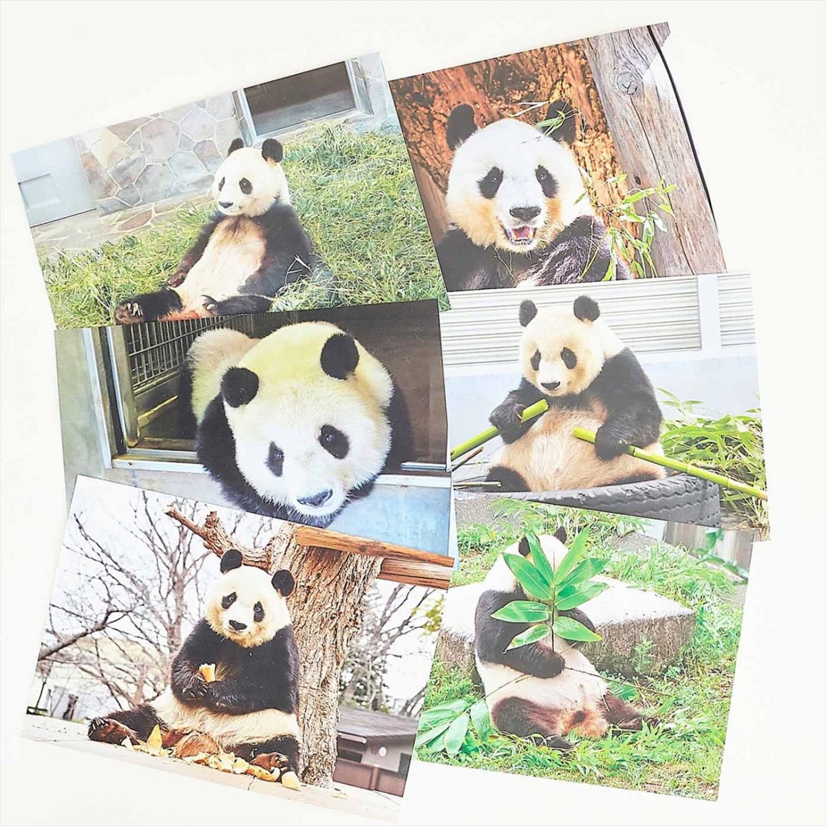 可愛い 神戸市立王子動物園のパンダ タンタンの100枚びんせんが発売 いいものタウン