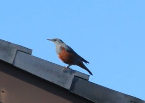 「磯鵯（「イソヒヨドリ」）」？市川町の野鳥シリーズ