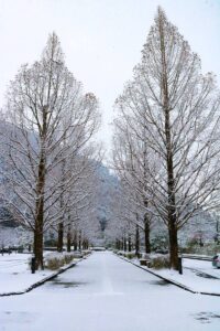 【朝来市】雪化粧のメタセコイヤの並木道｜和田山中央公園