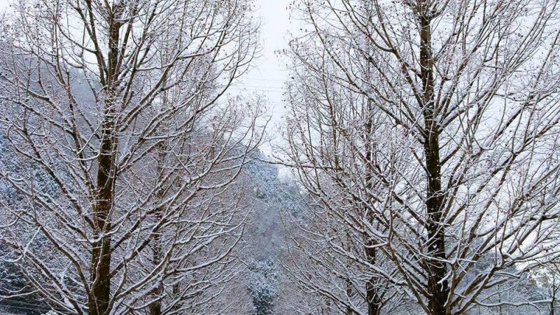 【朝来市】雪化粧のメタセコイヤの並木道｜和田山中央公園