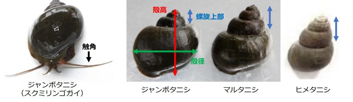 閲覧注意 野生化した貝 ジャンボタニシ スクミリンゴガイ の卵がグロい いいものタウン 兵庫県まんなかエリアのトレンドニュース