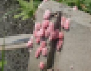 【閲覧注意】野生化した貝が稲を加害｜ジャンボタニシ（スクミリンゴガイ）の卵がグロ