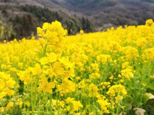 【姫路市】夢前町玉田の「菜の花畑」が見ごろ