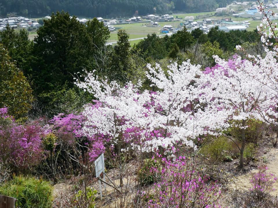 【市川町】山桜とさつき、頂上からの絶景に魅了｜瀬加山城
