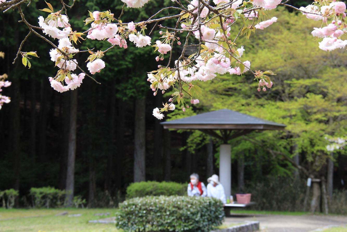 【多可町】八重桜の名所「下島さくら公園」加美区山寄上