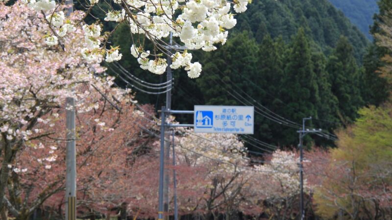 【多可町】八重桜の名所「下島さくら公園」加美区山寄上