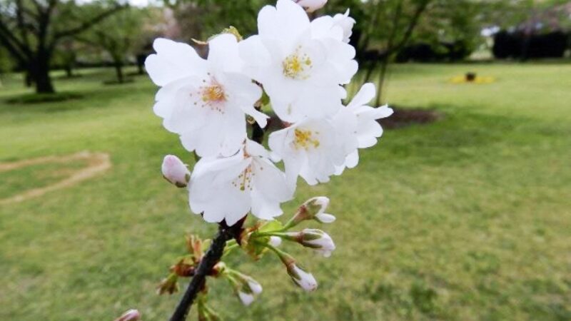 【手柄ザクラ】手柄山中央公園の珍しい桜が新しい園芸品種として認定