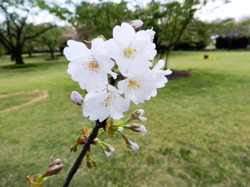 【手柄ザクラ】手柄山中央公園の珍しい桜が新しい園芸品種として認定