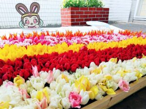 【加西市】感謝の気持ちを伝えたい！チューリップでフラワーアート