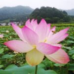 ヤマサ 蓮の花苑