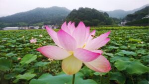 ヤマサ 蓮の花苑