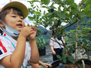 【市川町】笠形ブルーベリー園 オープン｜自然の恵みをそのままに
