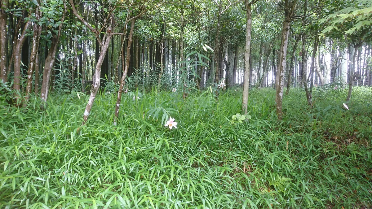 【福崎町】医王寺の3色、1000株のササユリが咲き始め