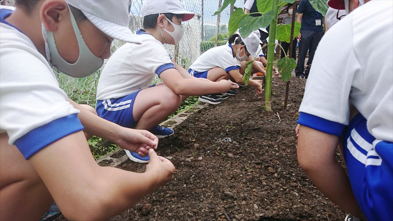【市川町】町花ひまわりを育てよう！瀬加小学校でひまわりの播種｜ひまわりスマイルプロジェクト