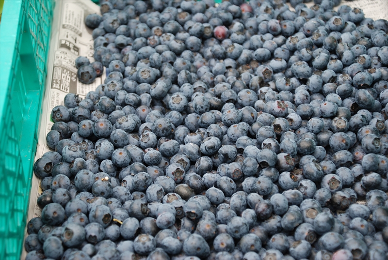 【芦屋ぷりん】丹波篠山の「収穫できる期間だけ提供するブルーベリー」を使ったプリンが発売