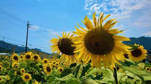 下瀬加のひまわり畑が見ごろ 市川町 いいものタウン 兵庫県まんなかのニュースとトレンド