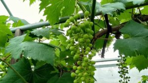 かまださん家のぶどう園