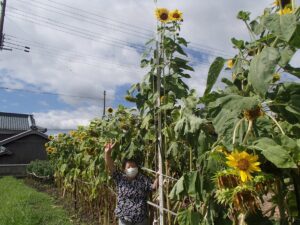 【市川町】栄冠は誰の手に。ひまわり「背高のっぽ・顔デカ」コンテスト