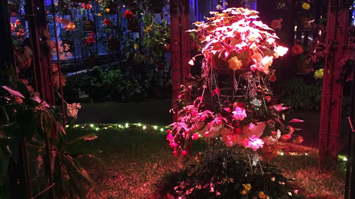 【加西市】花と光のクリスマス｜冬の夜の幻想的なイルミネーション