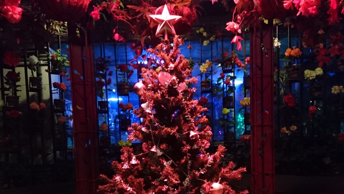 【加西市】花と光のクリスマス｜定番！冬の夜の幻想的なイルミネーション