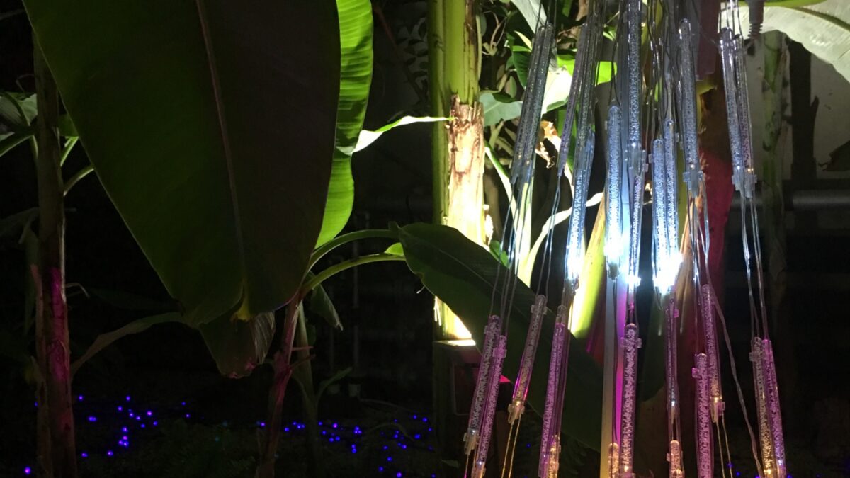 【加西市】花と光のクリスマス｜冬の夜の幻想的なイルミネーション