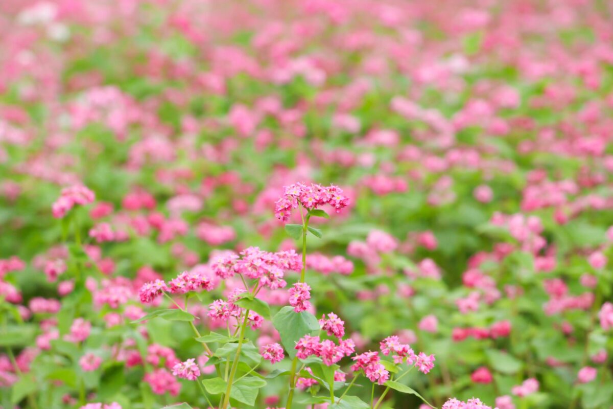 姫路市】赤ソバの可憐な花が見ごろ。恒屋を彩る花畑|香寺町 姫路市】赤ソバの可憐な花が見ごろ。恒屋を彩る花畑|香寺町