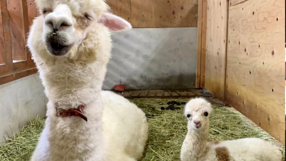 アルパカの赤ちゃん誕生 日から公開予定 神河町 いいものタウン 兵庫県まんなかエリアのトレンドニュース