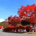 【宍粟市】今年が一番鮮やか│フォレストステーション波賀の紅葉が見頃