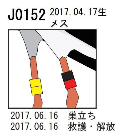 コウノトリが市川町に飛来