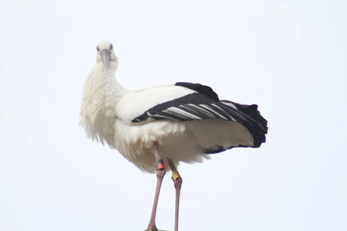 コウノトリが市川町に飛来