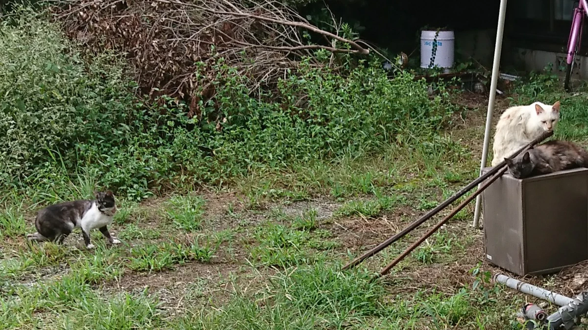 曼珠沙華の里